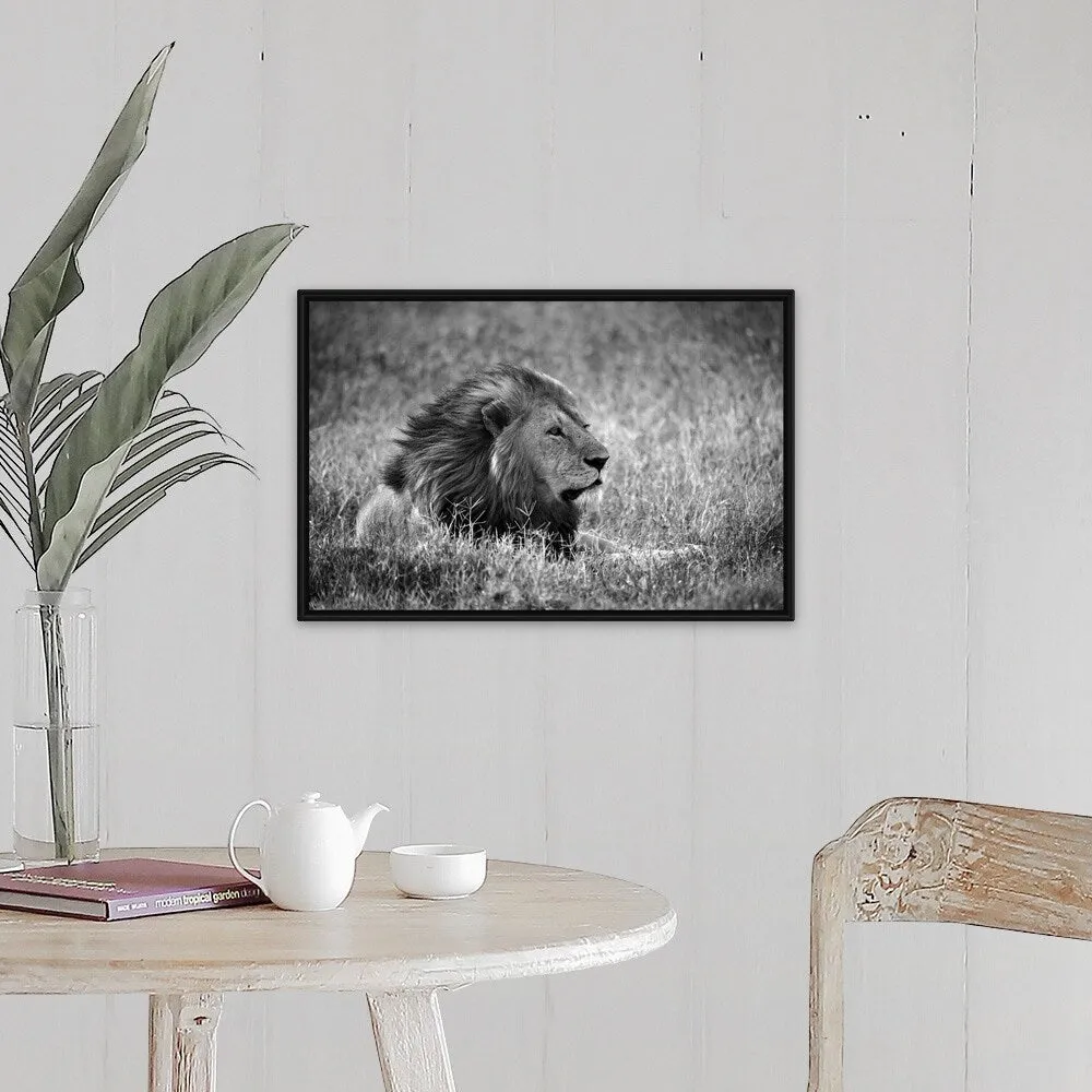 "Africa, Safari, Lion" Black Float Frame Canvas Art