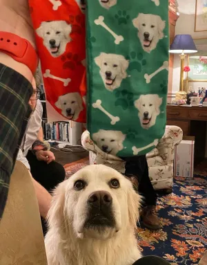 Your Dog Socks